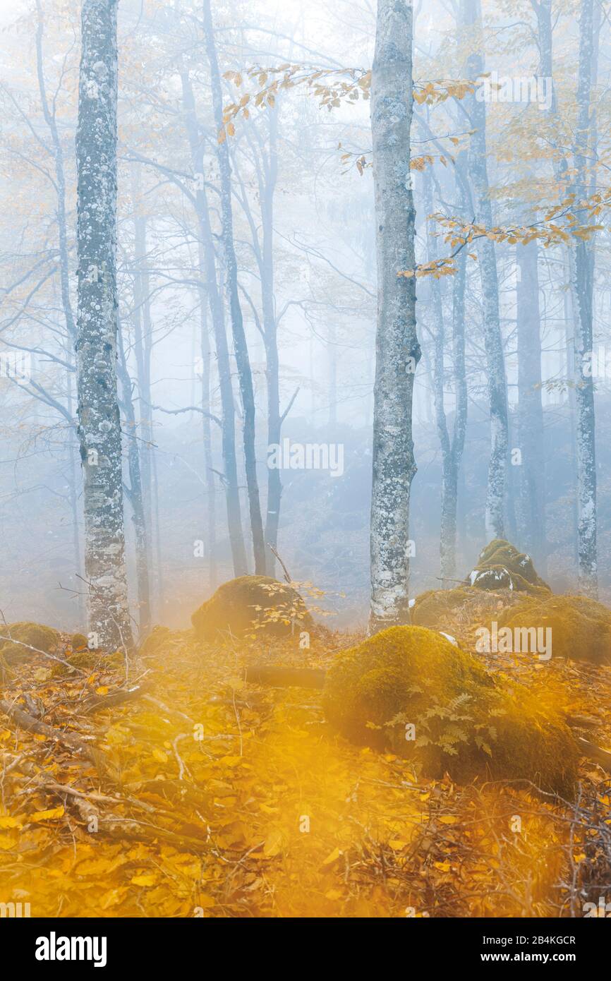 Faggio europeo (Fagus sillavatica), faggeta in autunno, fogliame colorato nella foresta di Cansiglio, Alpago, Belluno, Veneto, Italia Foto Stock