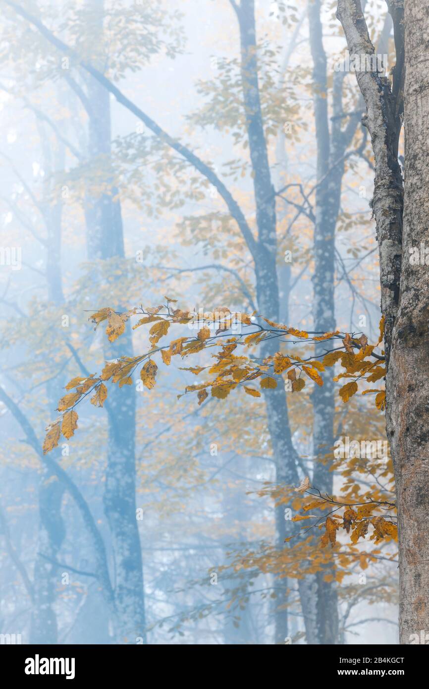 Faggio europeo (Fagus sillavatica), faggeta in autunno, fogliame colorato nella foresta di Cansiglio, Alpago, Belluno, Veneto, Italia Foto Stock