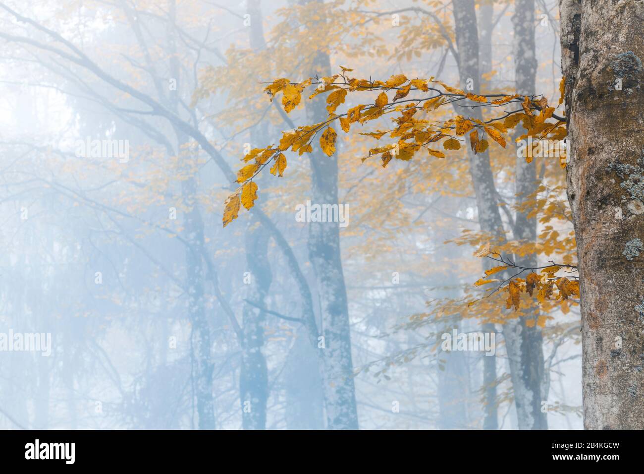 Faggio europeo (Fagus sillavatica), faggeta in autunno, fogliame colorato nella foresta di Cansiglio, Alpago, Belluno, Veneto, Italia Foto Stock
