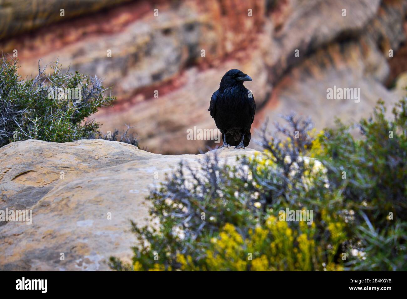 Usa, Stati Uniti D'America, Utah, Arizona, Bridges National Monument, San Juan Country, Utah, Colorado Plateau, White Canyon, Armstrong Canoyn, Foto Stock