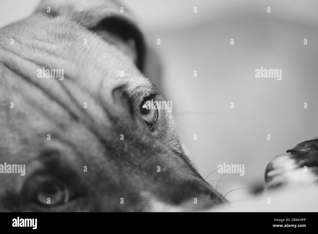 Animali domestici, cani Foto Stock