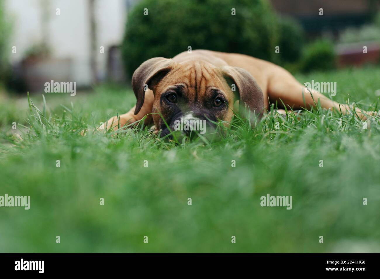 Animali domestici, cani Foto Stock