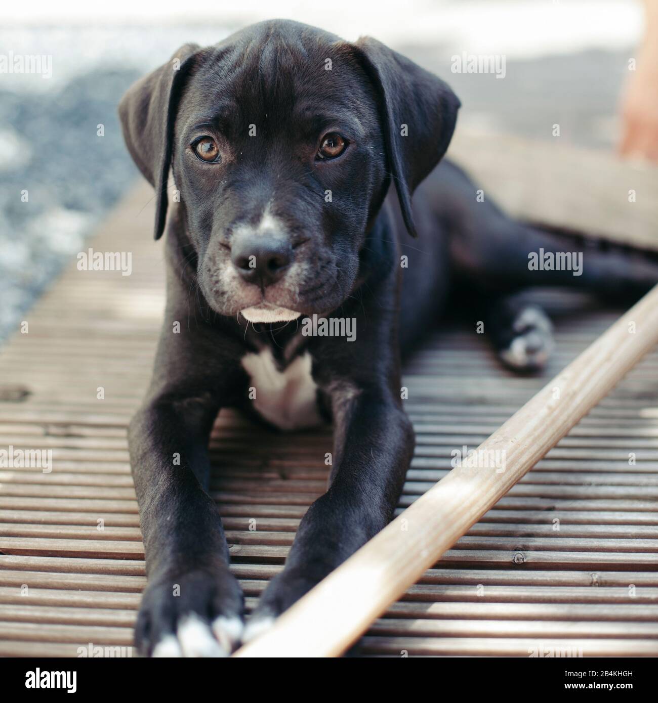 Animali domestici, cani Foto Stock