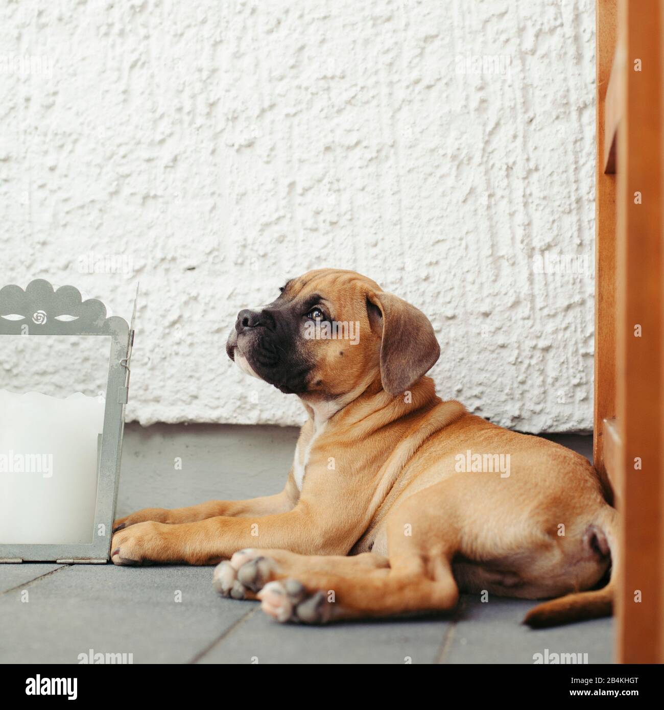 Animali domestici, cani Foto Stock