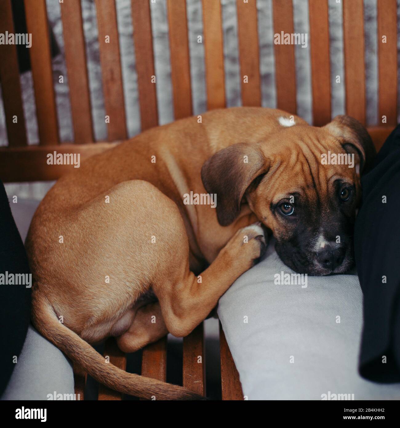Animali domestici, cani Foto Stock