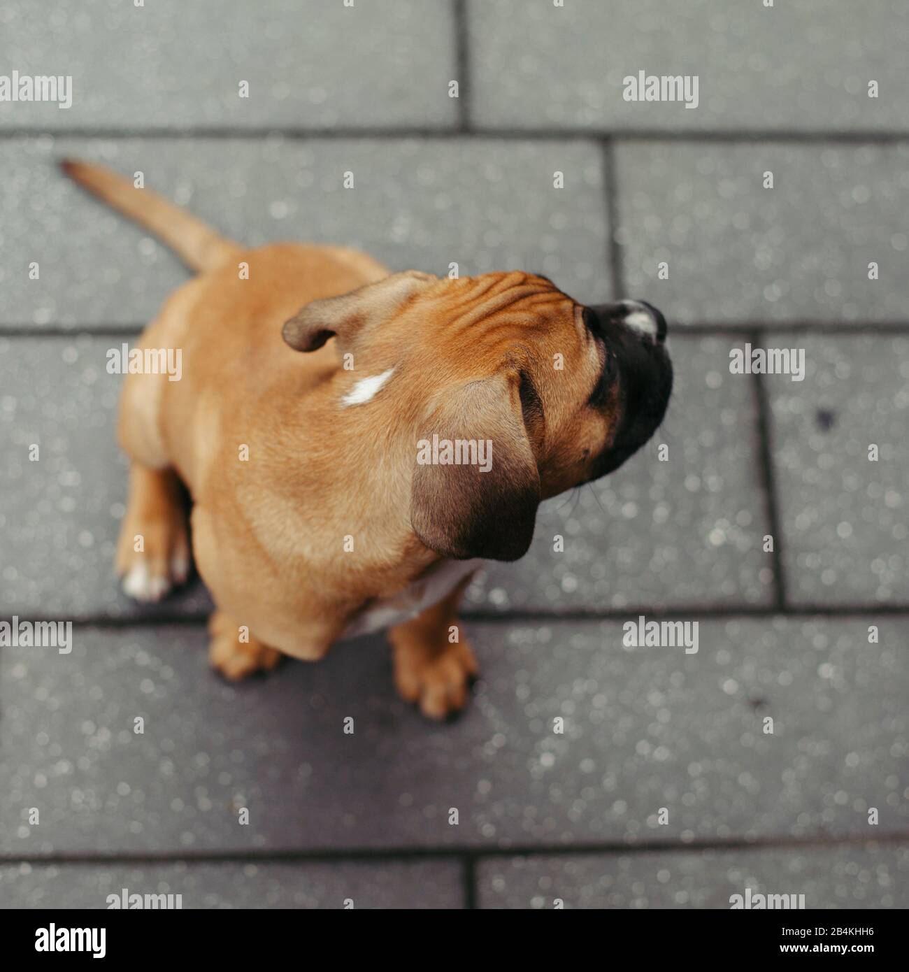 Animali domestici, cani Foto Stock