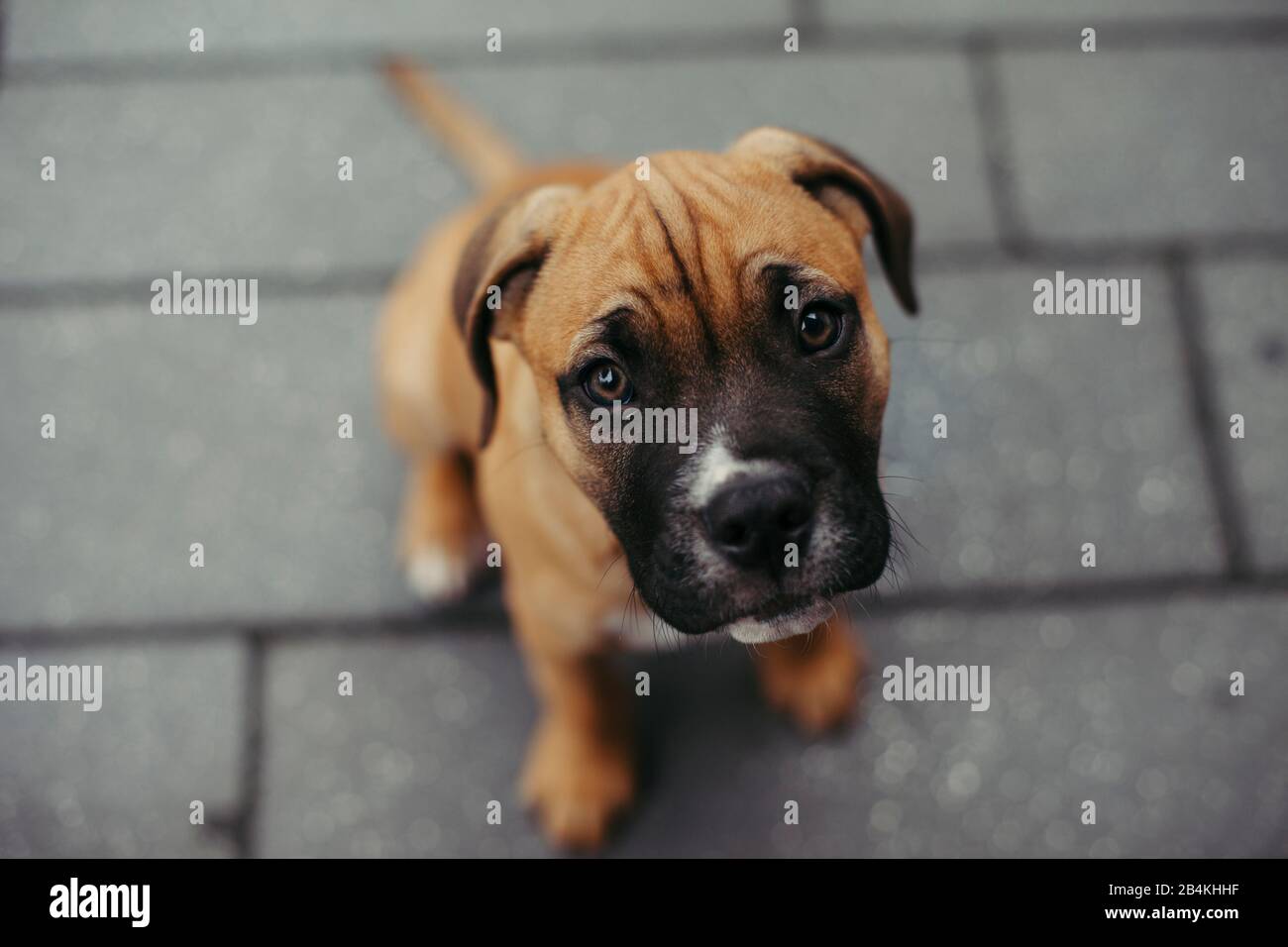 Animali domestici, cani Foto Stock