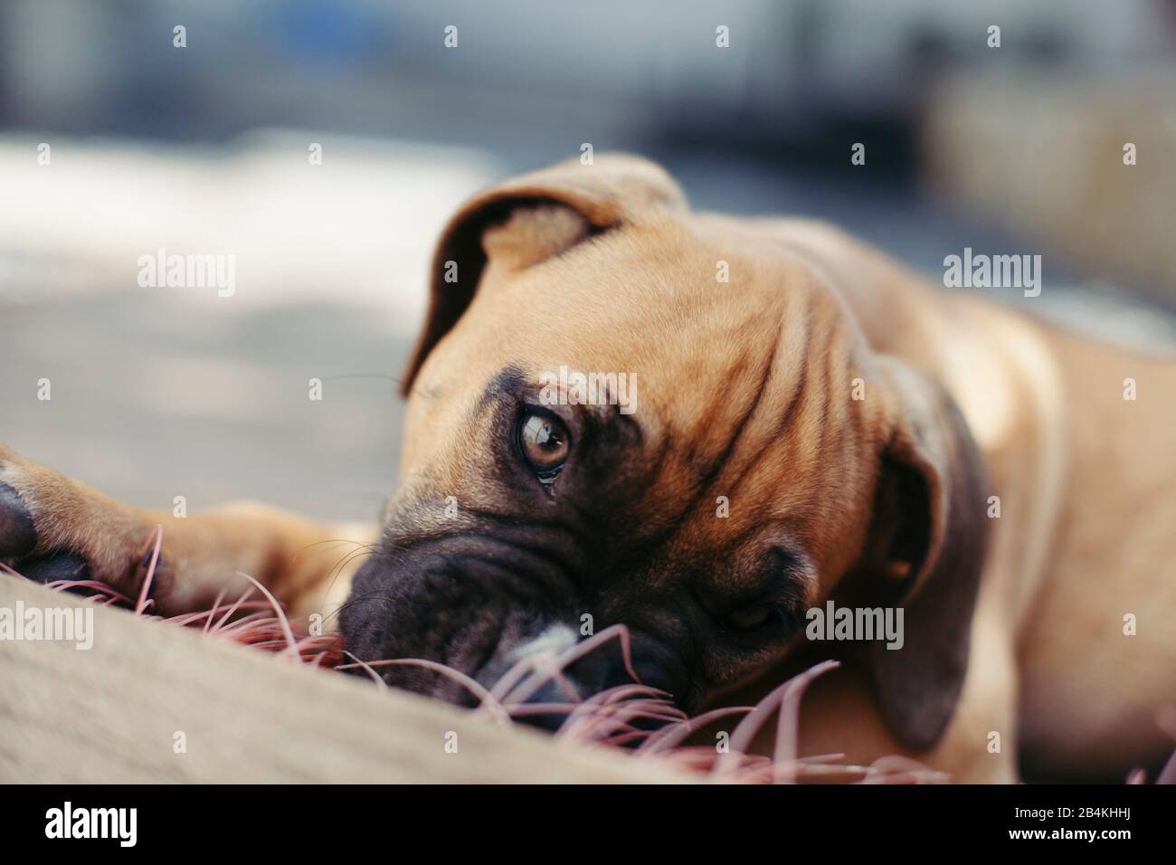 Animali domestici, cani Foto Stock