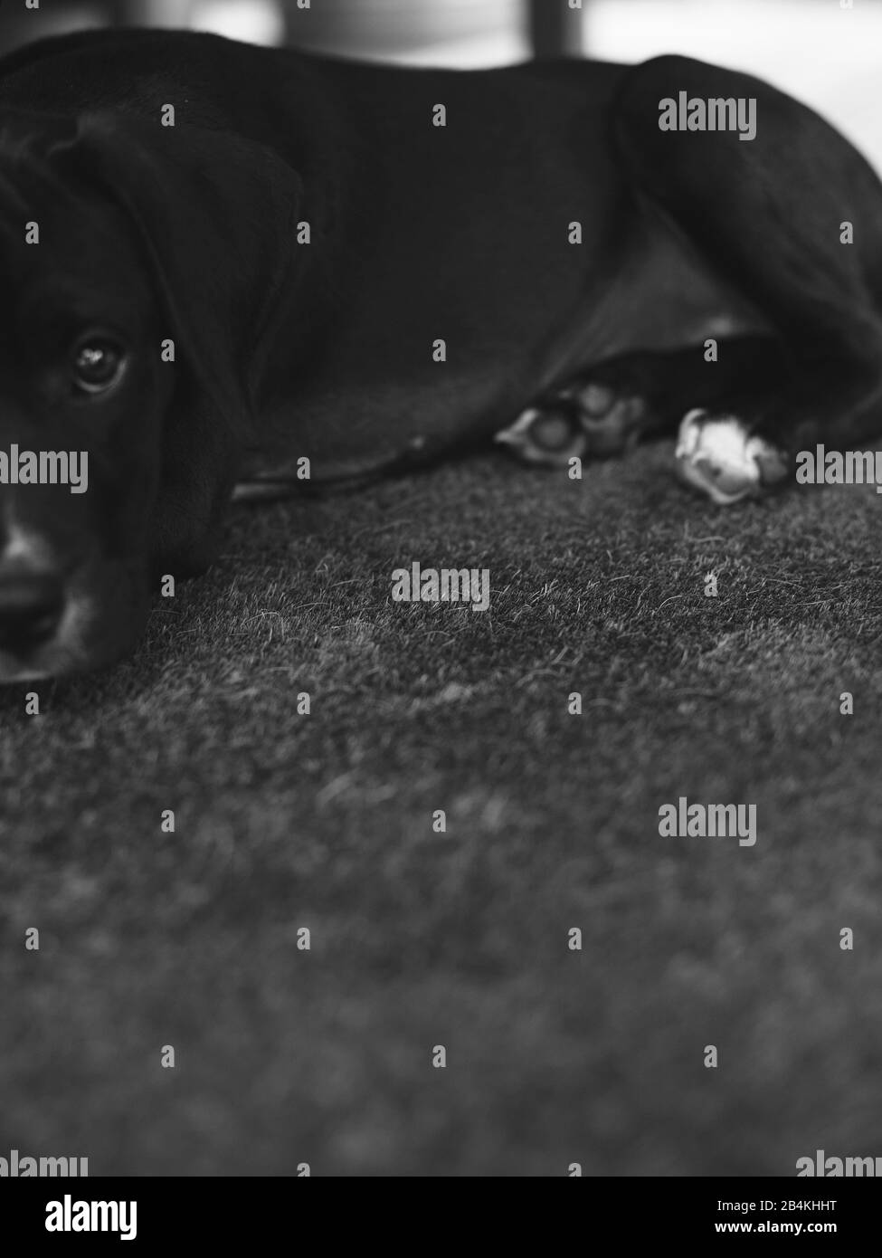 Animali domestici, cani Foto Stock