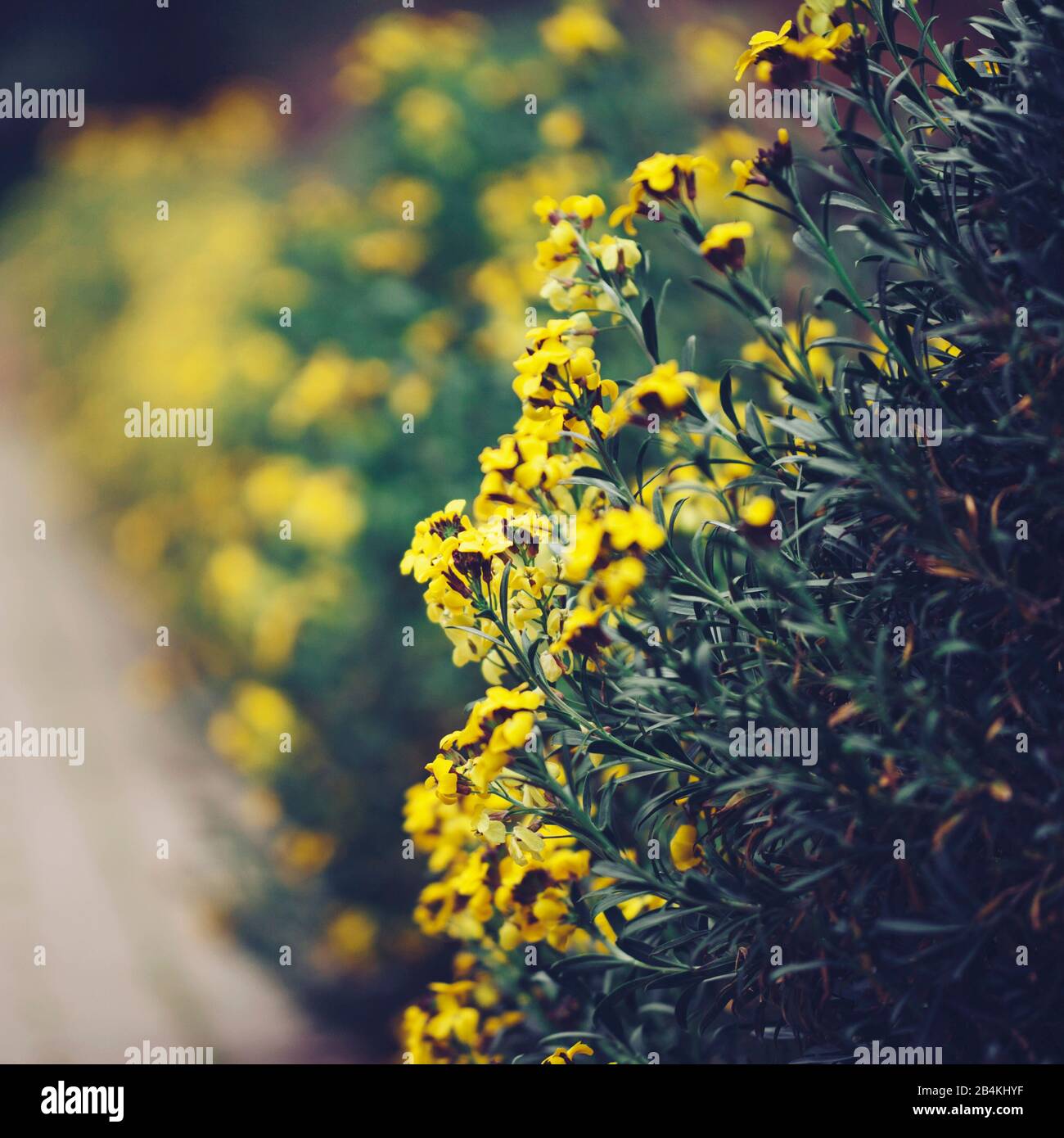 Arbusti fioriti gialli, primo piano Foto Stock