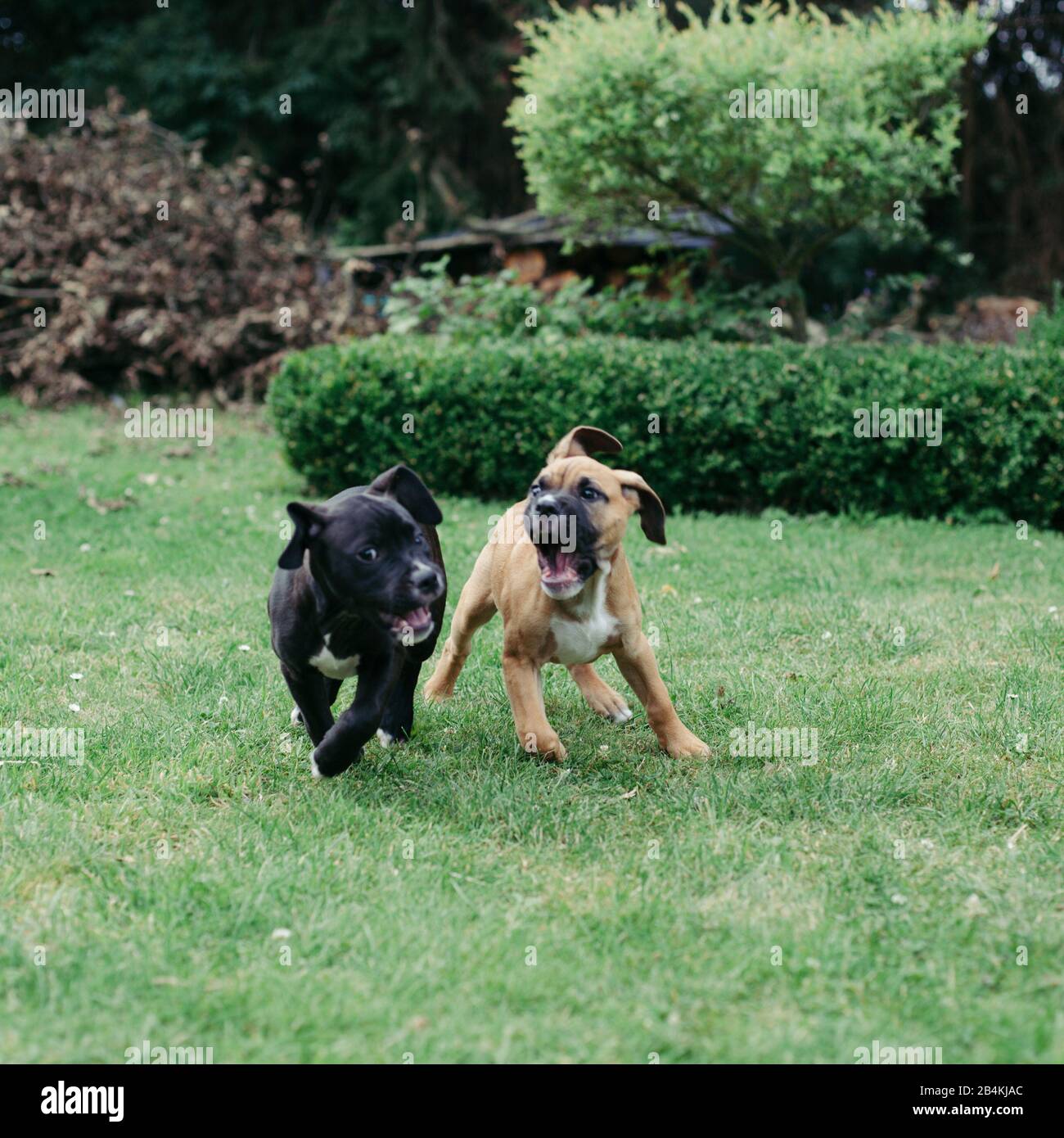 due cani giocano in giardino Foto Stock