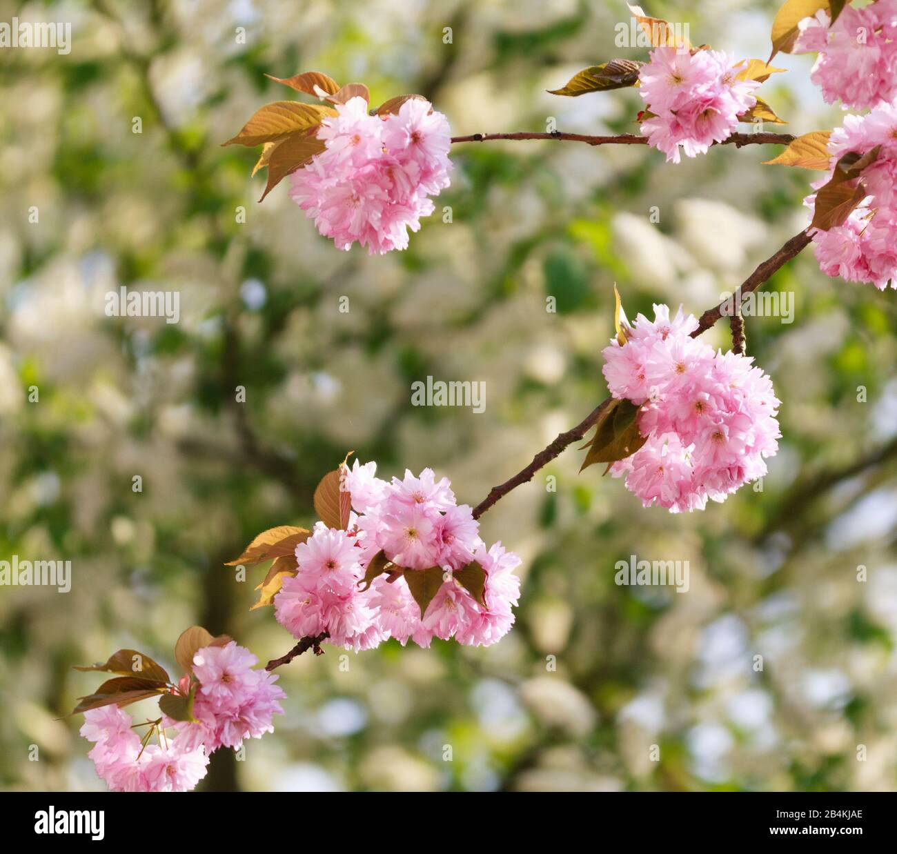 Dettagli vegetali, ramo, fiori di ciliegio ornamentale, Prunus serrulata Foto Stock