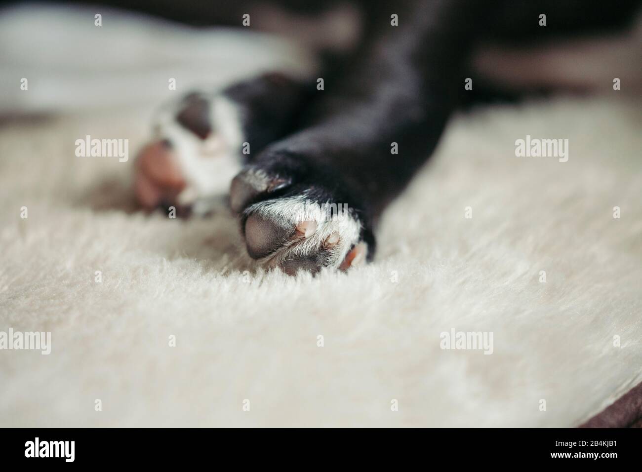 Zampe del cane, primo piano Foto Stock