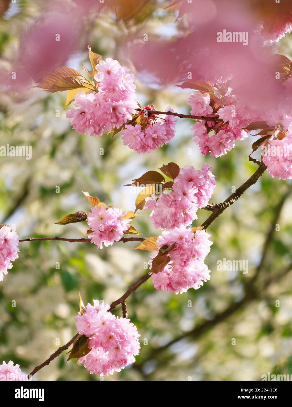 Dettagli vegetali, ramo, fiori di ciliegio ornamentale, Prunus serrulata Foto Stock