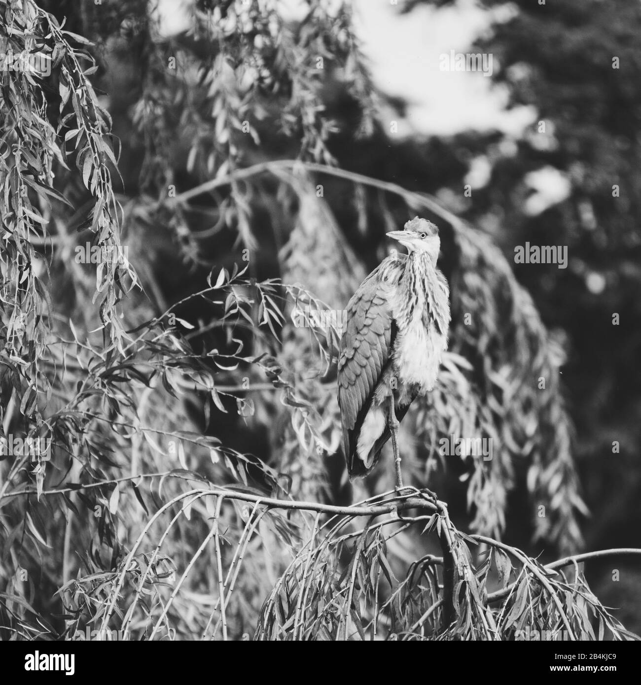 Uccello su un ramo, b / w Foto Stock