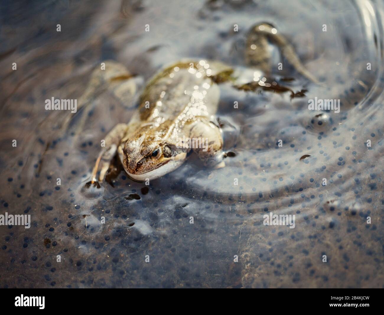 Rana in acqua, stagione delle uova, primo piano Foto Stock