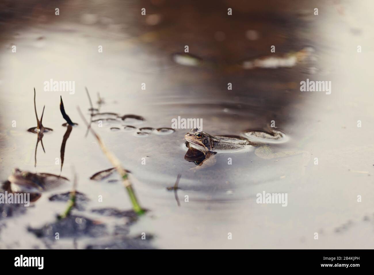 Rana in acqua, stagione delle uova Foto Stock