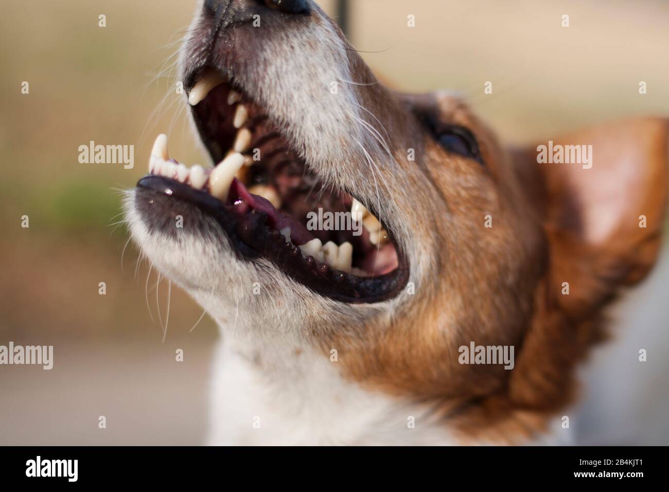 Cane, primo piano Foto Stock