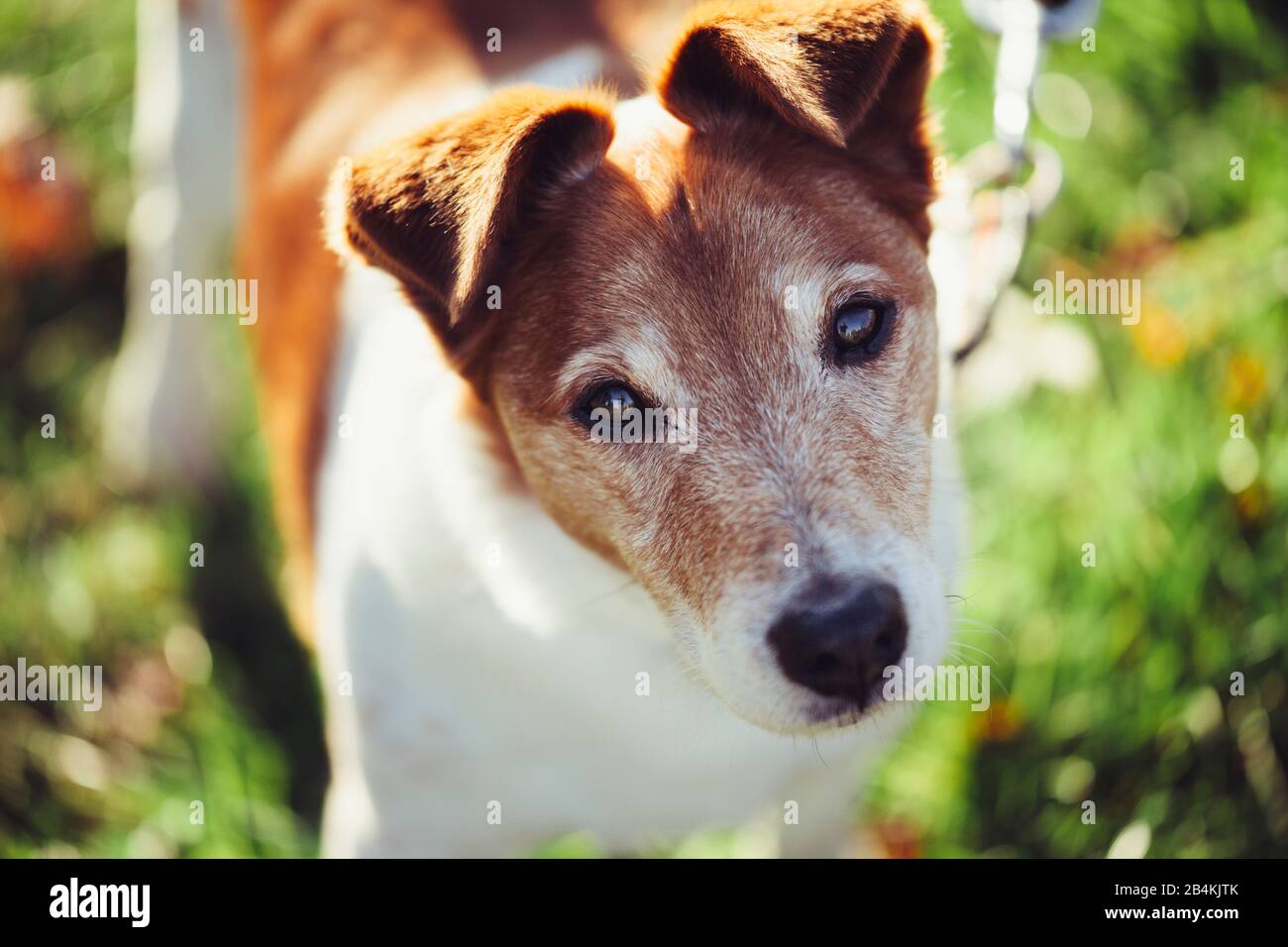 Cane, primo piano Foto Stock