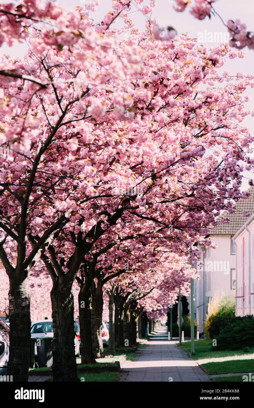 Alberi fioriti lungo la strada, ciliegio giapponese, Prunus serrulata Foto  stock - Alamy