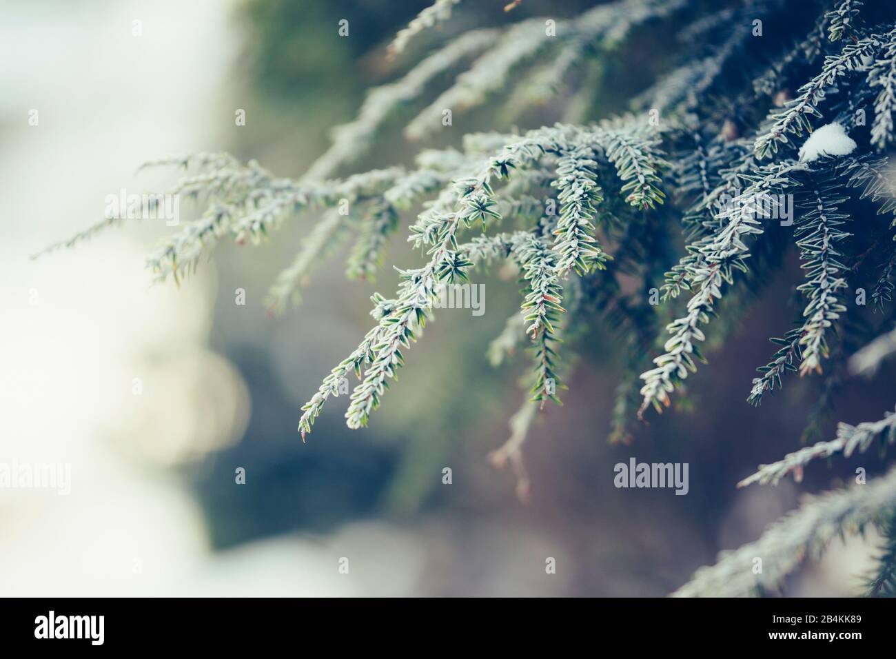 Dettagli vegetali, rami di conifere, primo piano Foto Stock