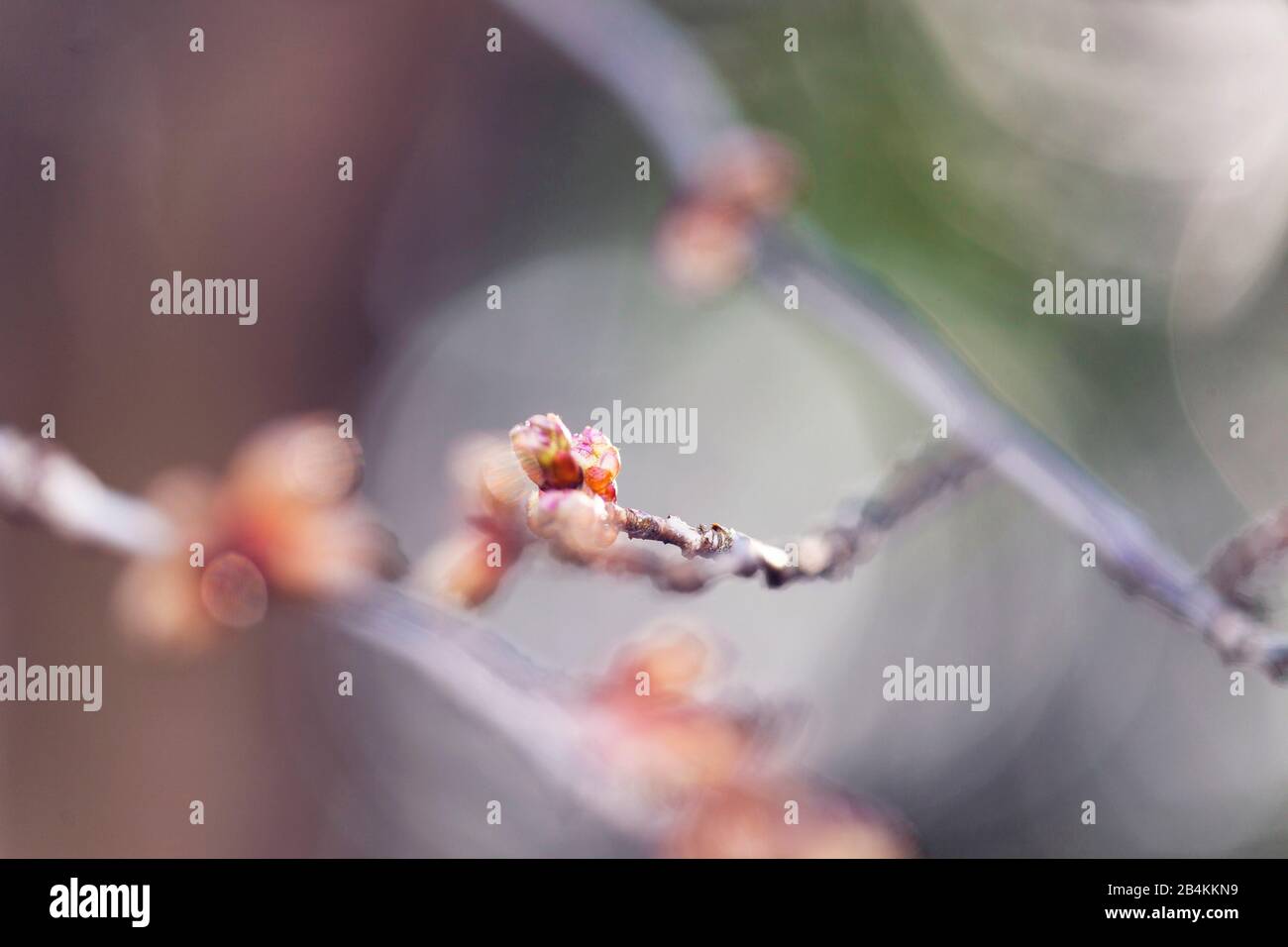 Dettagli natura, ramo, fiori, boccioli, primo piano Foto Stock