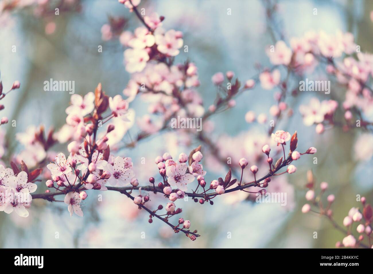 Ramo di fioritura di una prugna ematica, primo piano, Prunus cerasifera Foto Stock