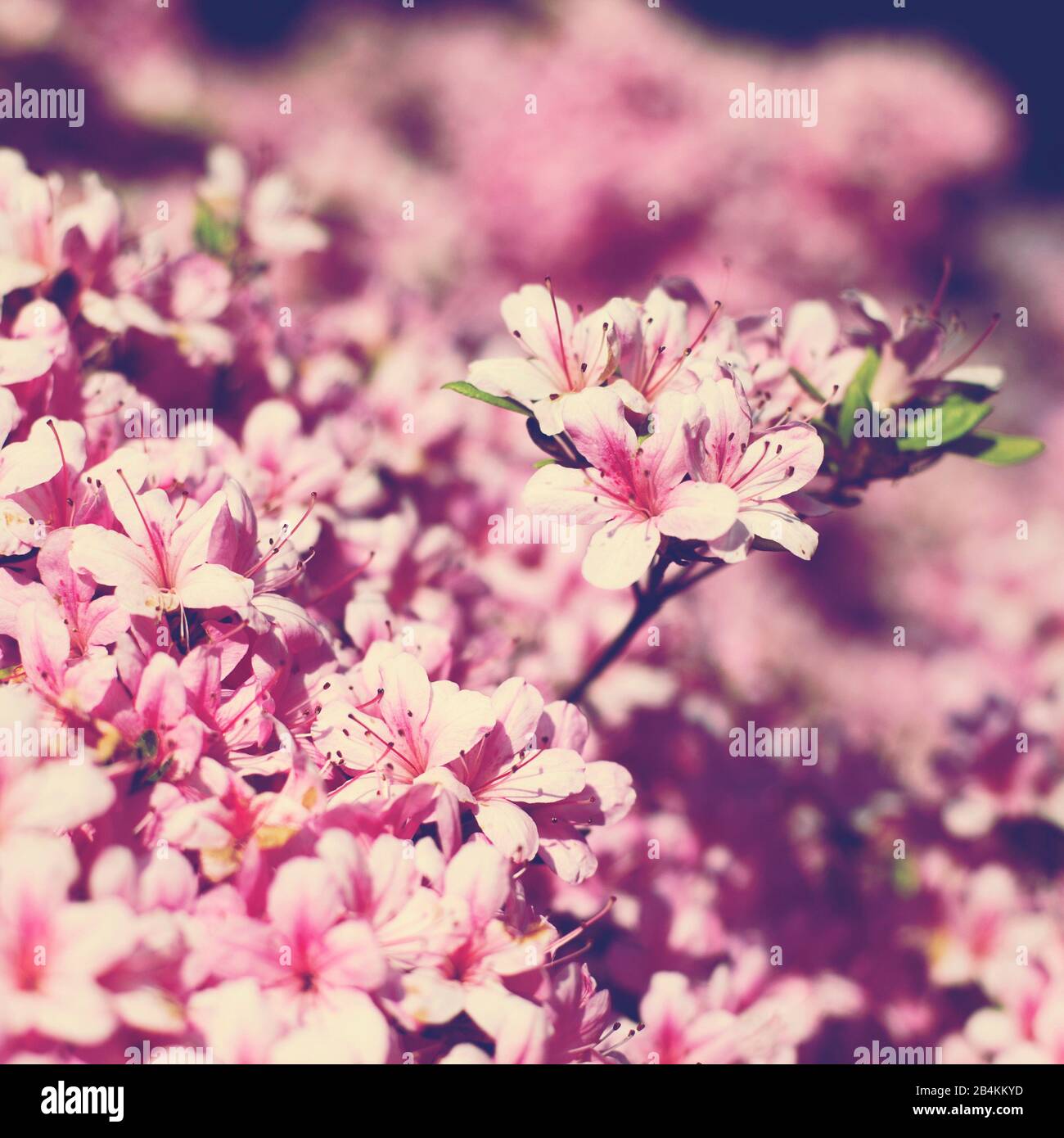 Ramo con fiori di un albero di frutta, primo piano Foto Stock