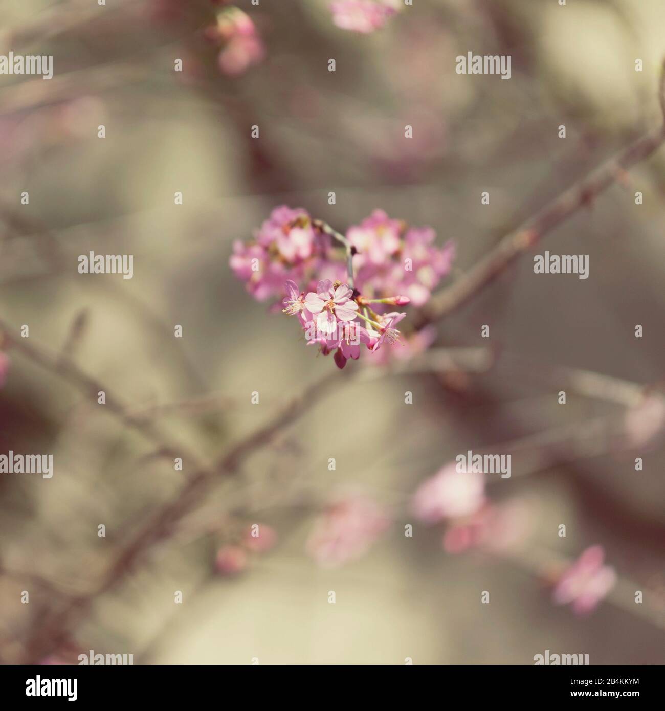 Fiore ramo, alienato, primo piano Foto Stock