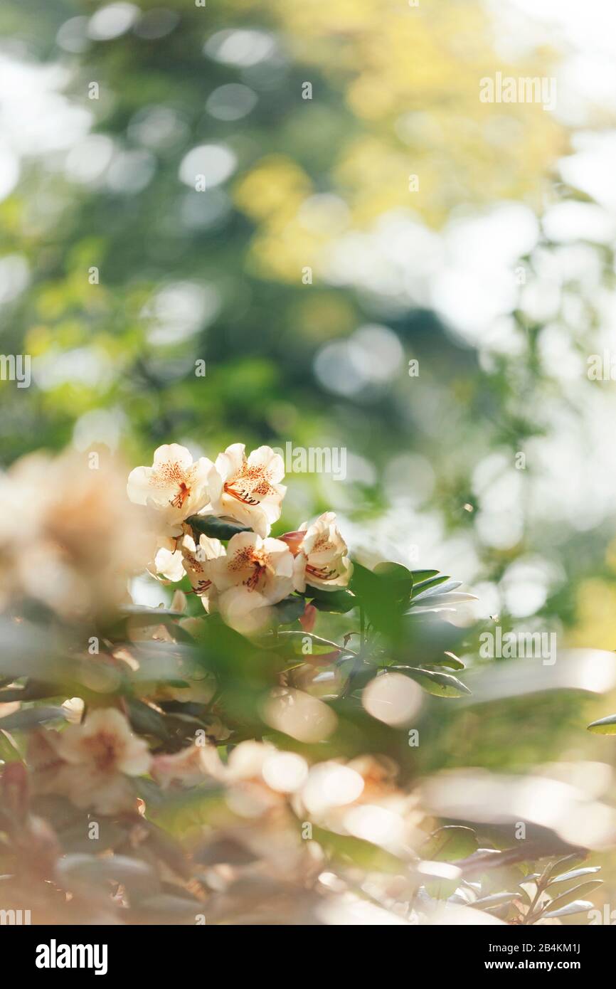 Dettagli natura, arbusto fioritura Foto Stock