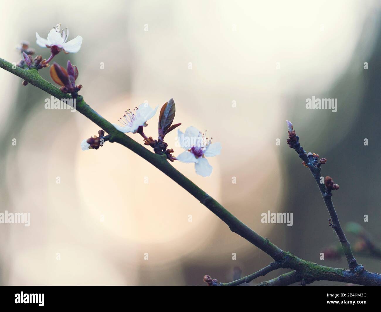 Natura dettagli, frutteto fiore, sangue prugna, Prunus cerasifera Foto Stock