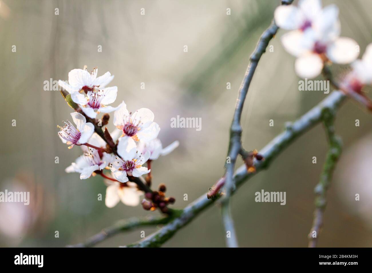 Dettagli natura, fiori di alberi da frutto Foto Stock