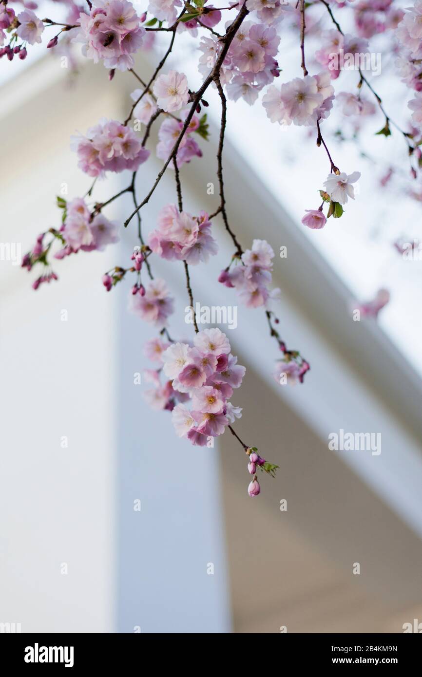 Natura dettagli, ciliegio in fiore, Prunus serrulata Foto Stock