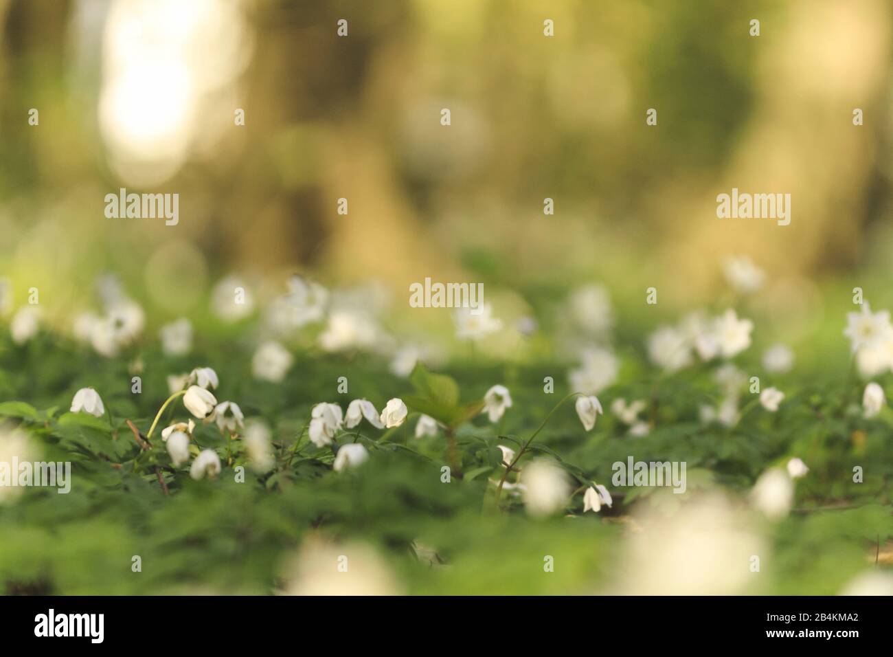 Anemone di legno, tappeto di fiori, primo piano, nemorosa Anemone Foto Stock