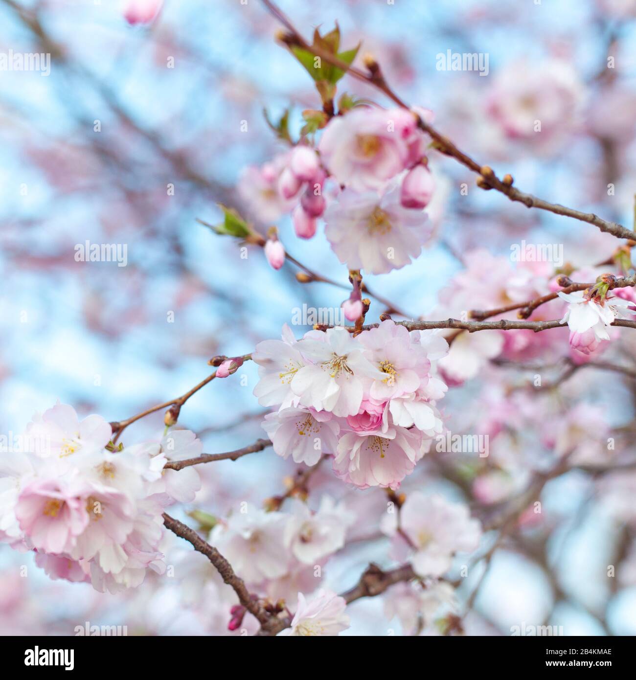 Natura dettagli, ciliegio in fiore, Prunus serrulata Foto Stock