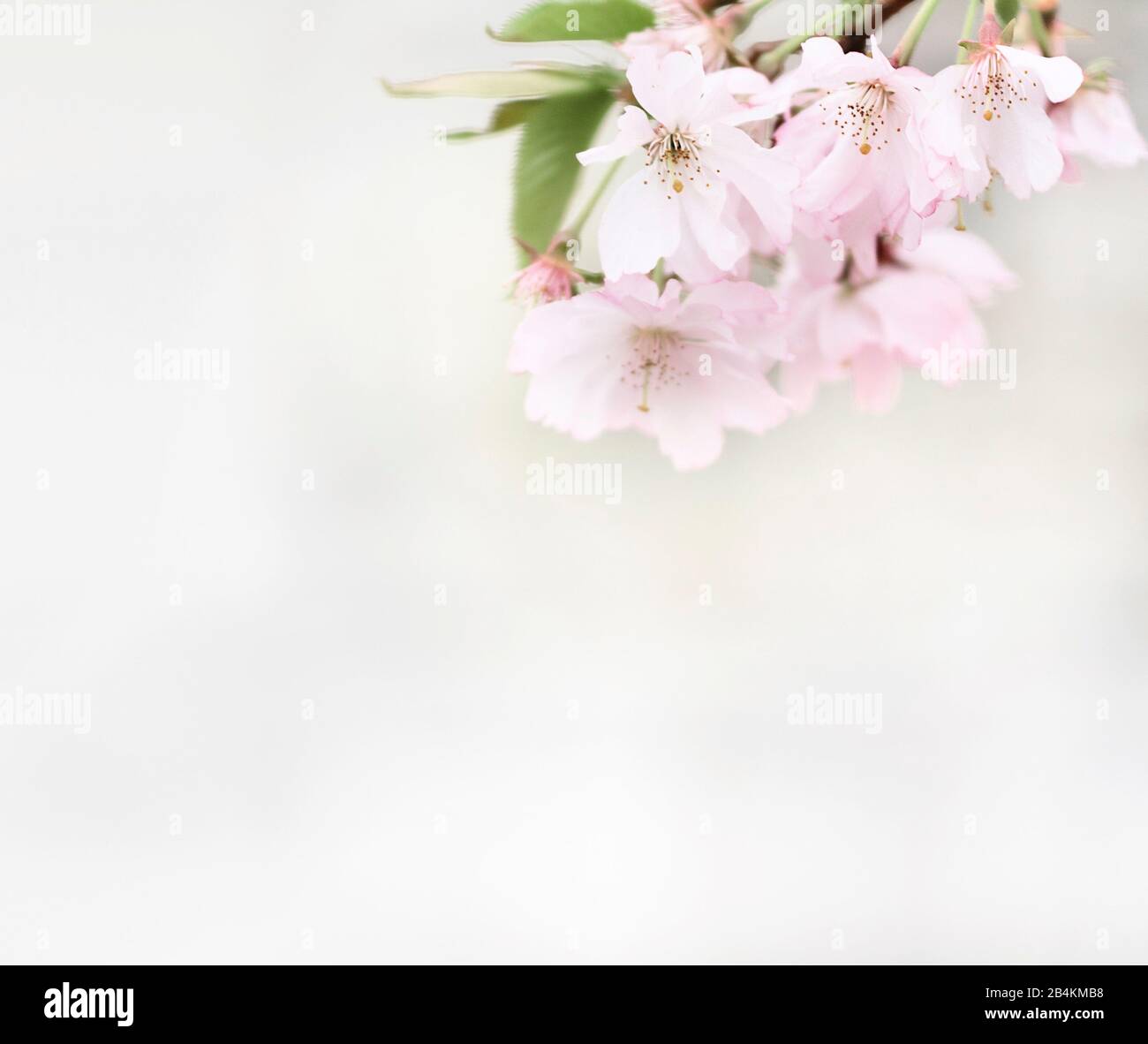 Natura dettagli, ramo di fiori Foto Stock