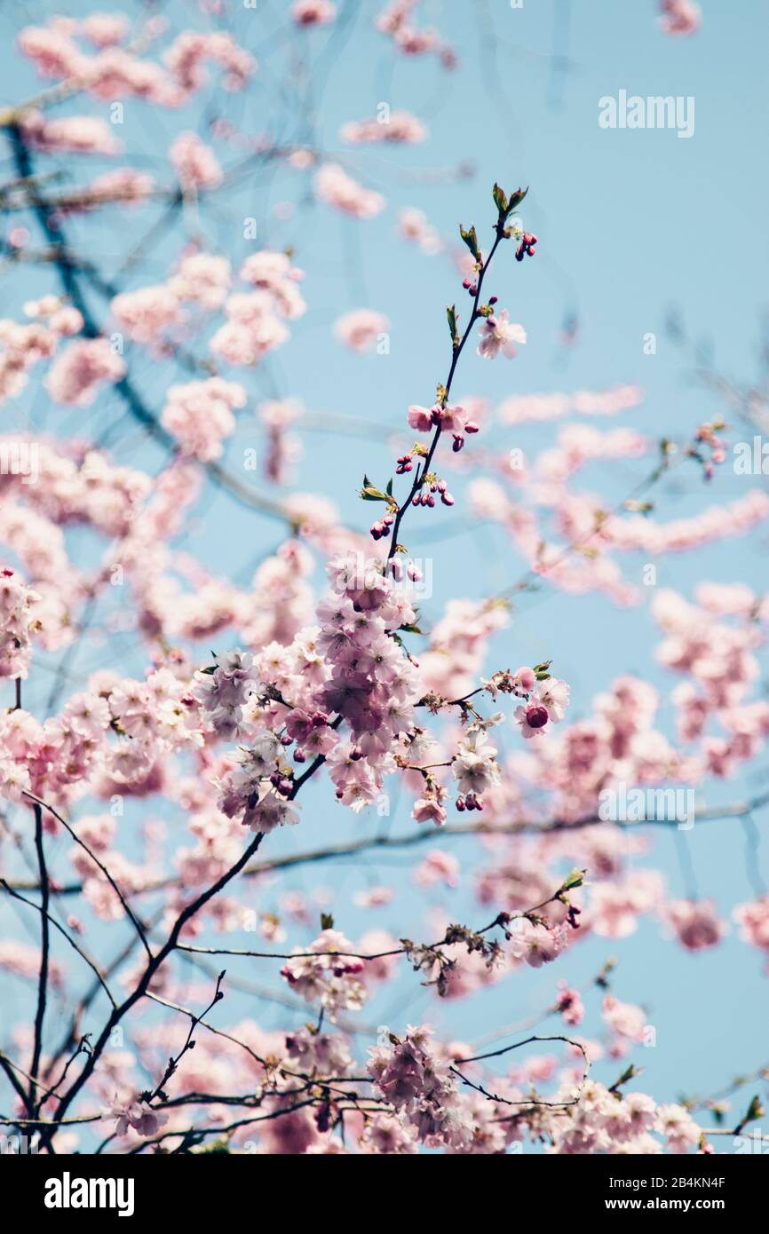 Rami fioriti di una ciliegia ornamentale, Prunus serrulata Foto Stock