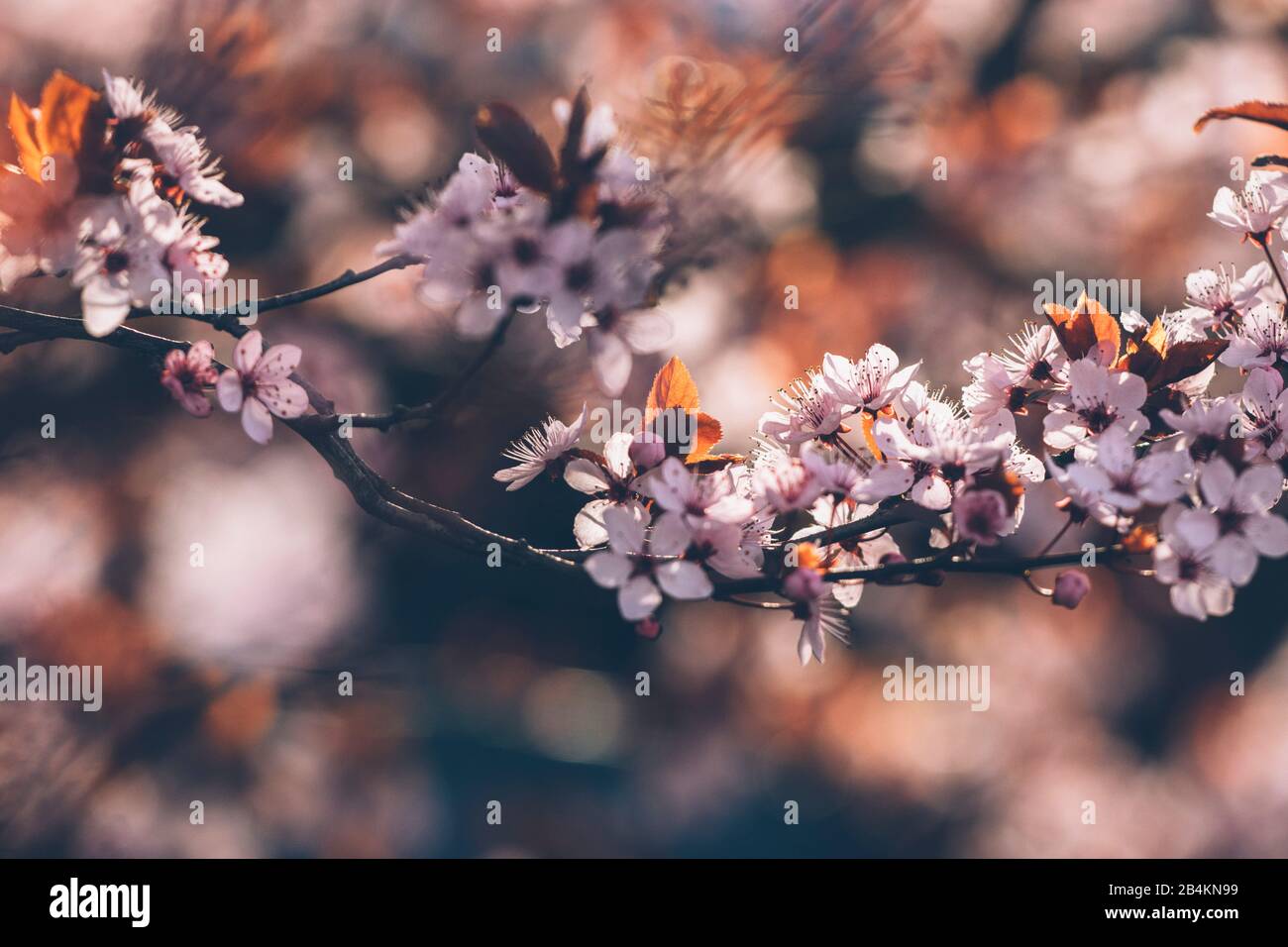 Prugna da fiore, particolare, Prunus cerasifera Foto Stock