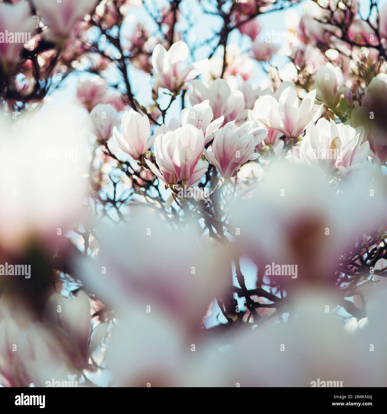 Albero di magnolia in fiore, magnolia Foto Stock