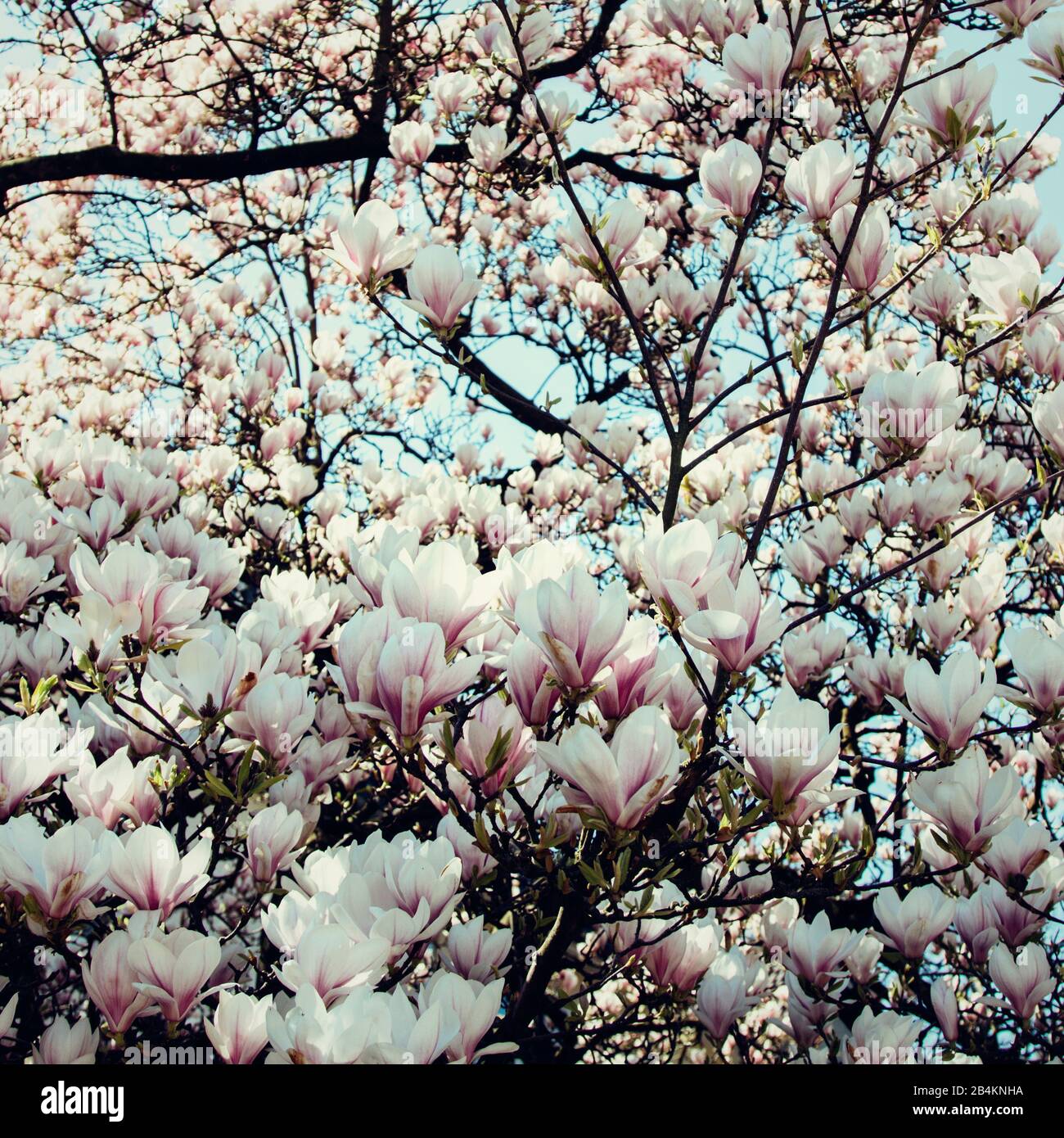 Albero di magnolia in fiore, magnolia Foto Stock