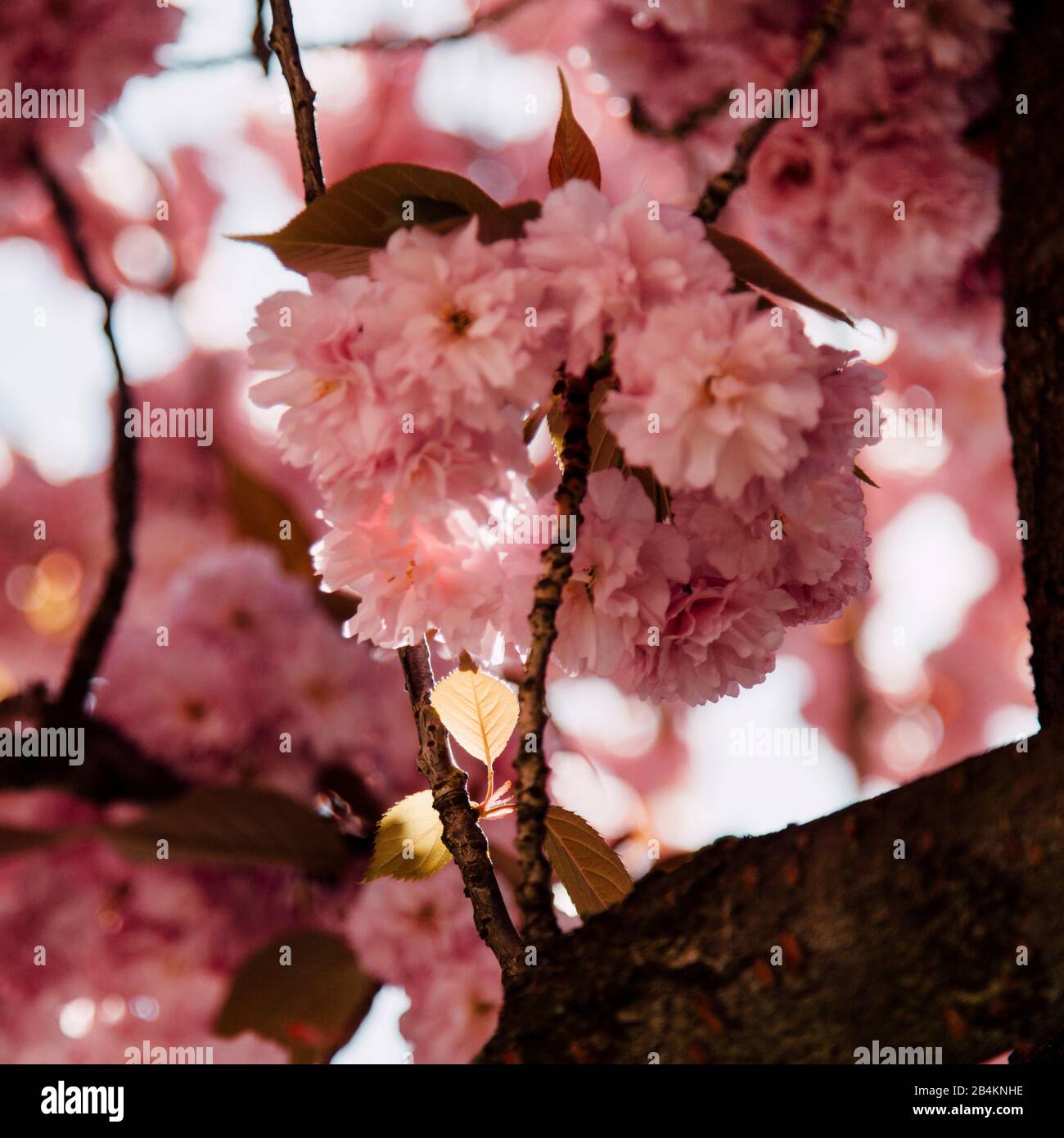 Ciliegio giapponese flowering, close-up, Prunus serrulata Foto Stock