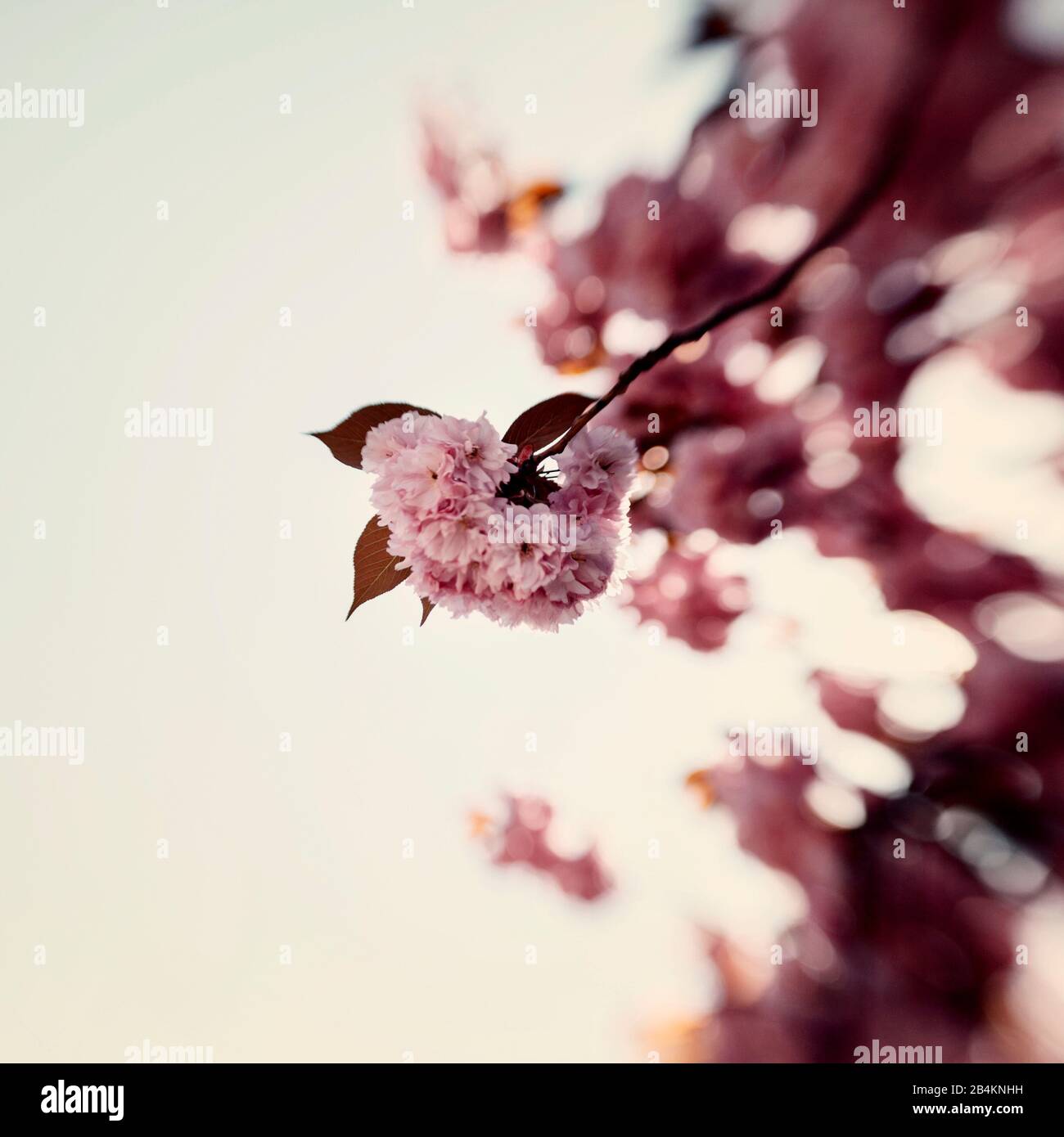 Ciliegio giapponese flowering, close-up, Prunus serrulata Foto Stock