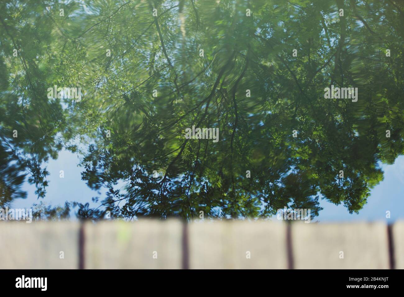 Dettagli natura, alberi dietro una recinzione in legno, primo piano, dettaglio Foto Stock