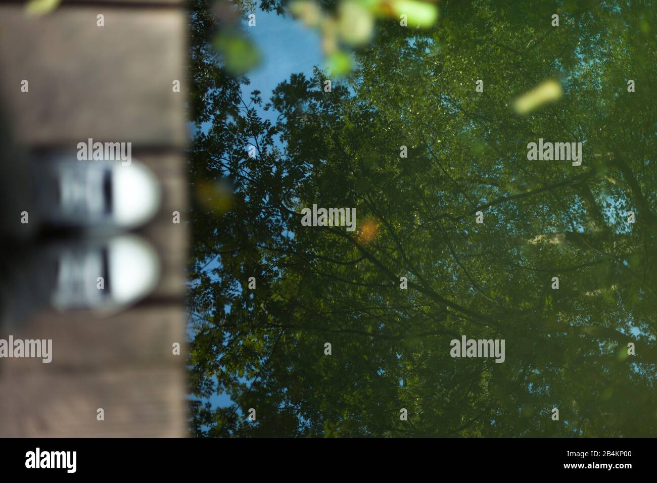 Dettagli natura, alberi, cancello giardino, dettaglio, primo piano, dettaglio Foto Stock