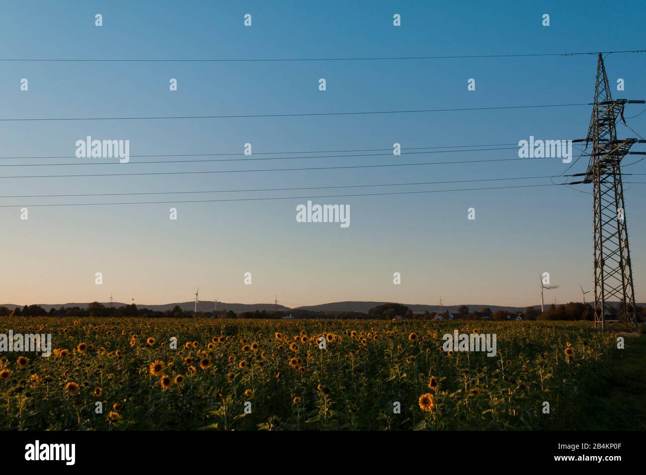 Paesaggio con campo di girasole e linee elettriche, Foto Stock