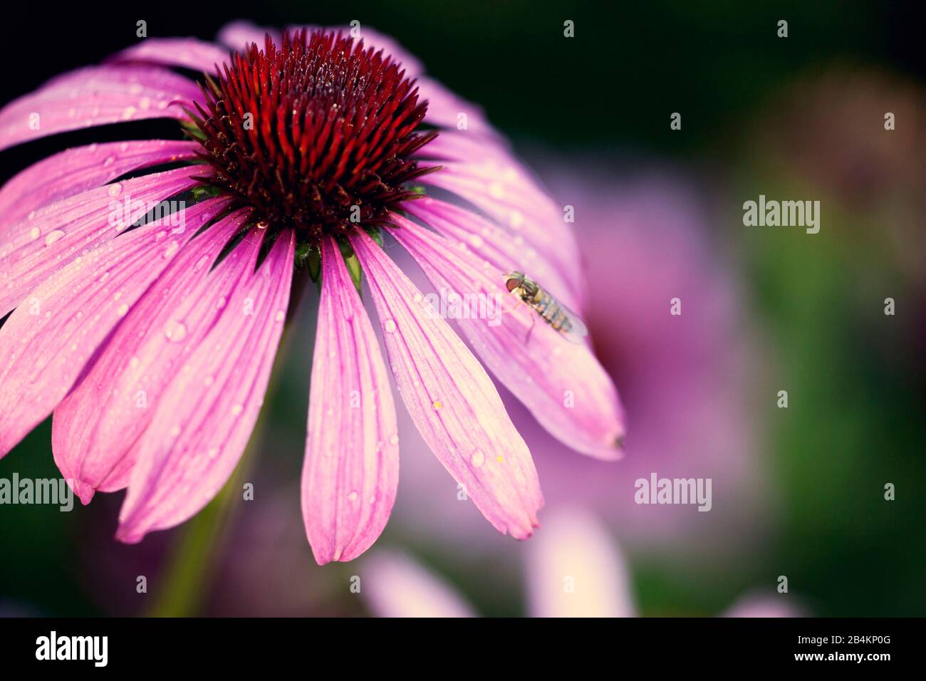 Coneflower rosso, fiori, echinacea, primo piano Foto Stock