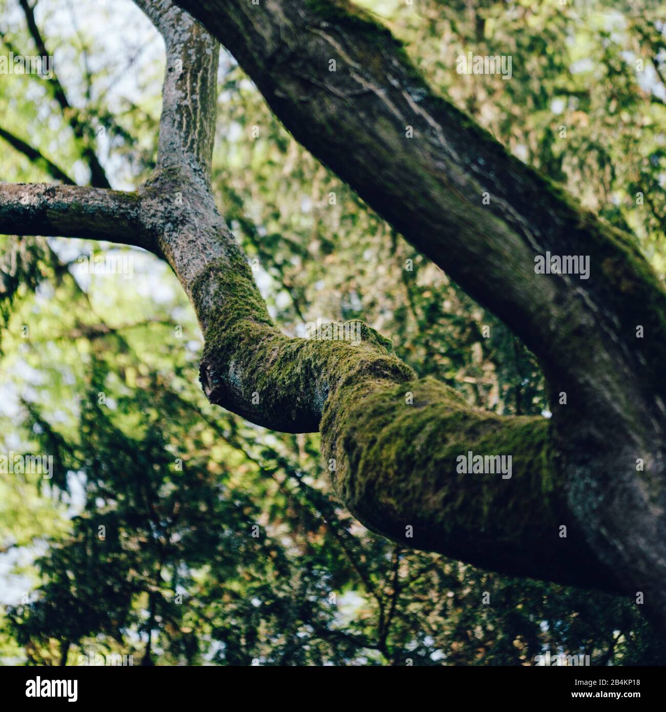 Tronco di albero cresciuto con muschio, primo piano Foto Stock