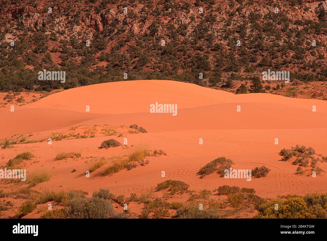 USA, Utah, Coral Pink Sand Dunes state Park vicino alla città di Kanab Foto Stock