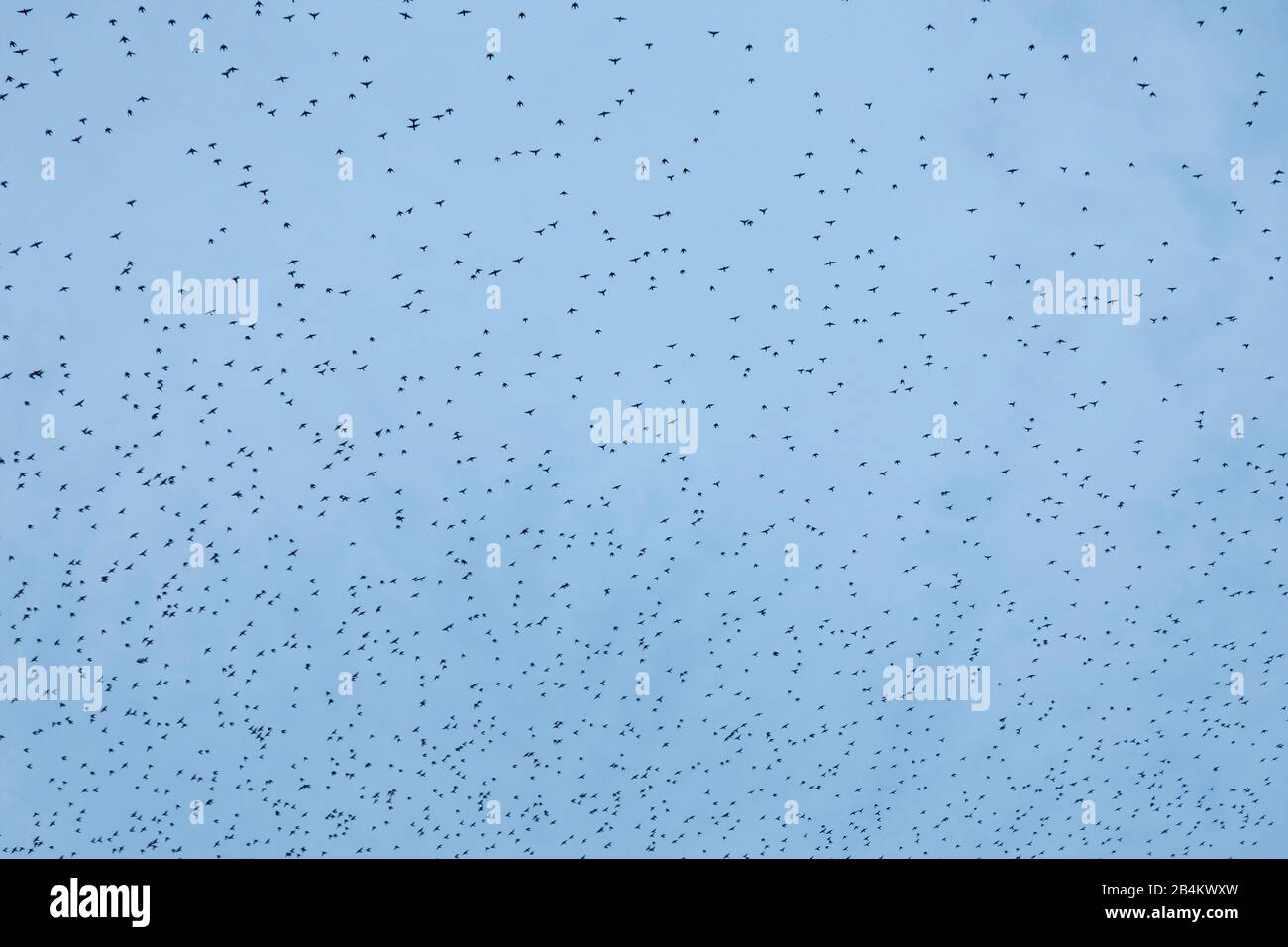 Europa, Danimarca, Bornholm. All'imbrunire, un gregge di starlings (Sturnidae) vola sopra i campi. Foto Stock