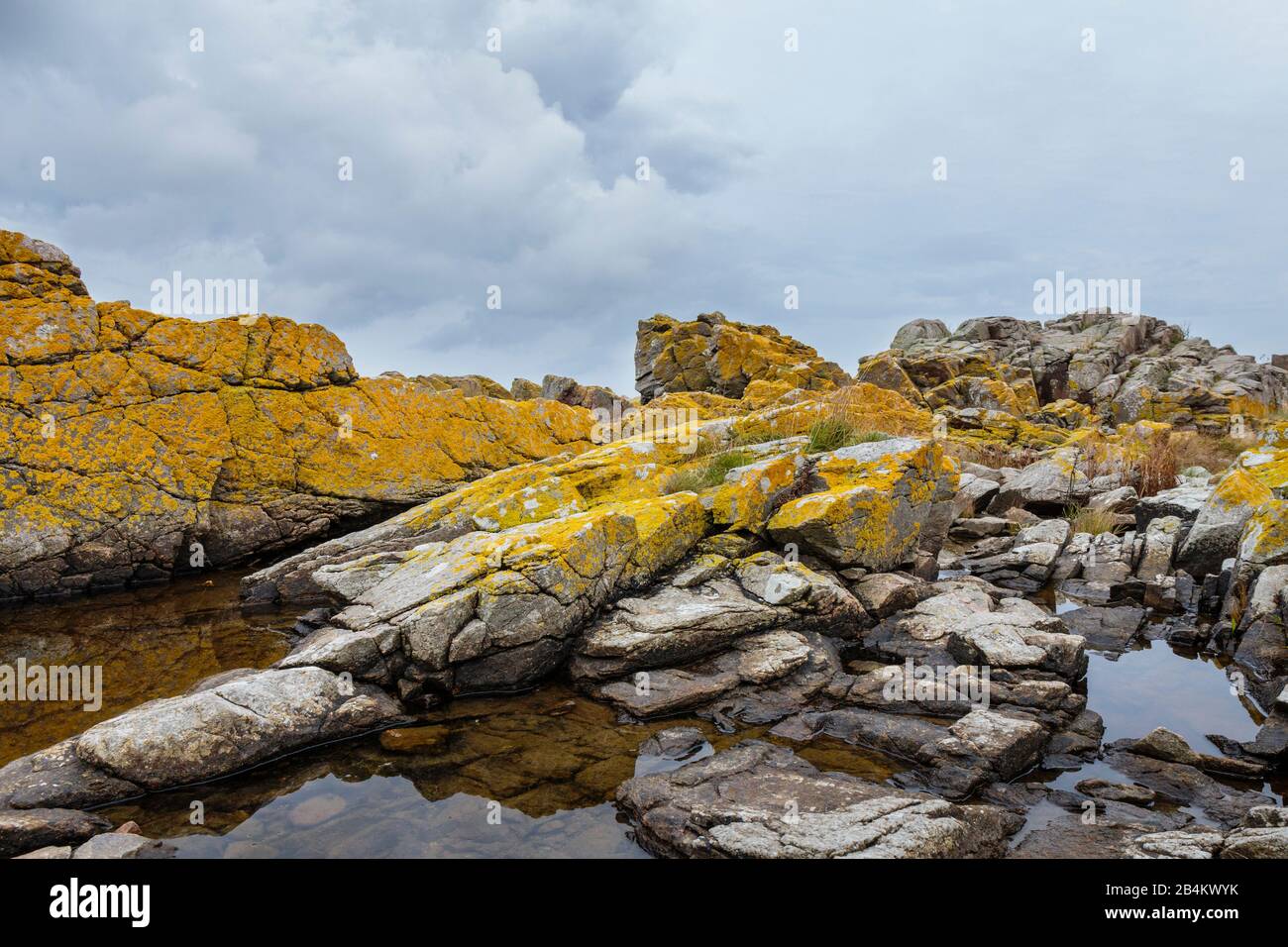Europa, Dänemark, Bornholm, Bolshavn. Die felsige, mit leuchtend gelben Flechten bewachsene Ostküste. Foto Stock